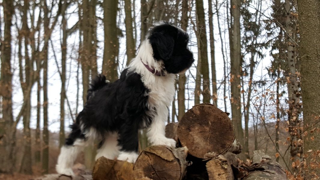 Meine Tiere