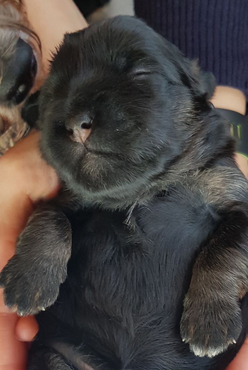 Babsi