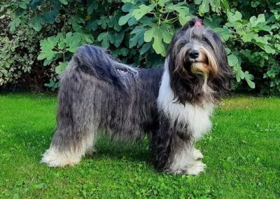 Welpen (4)