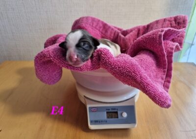 E1