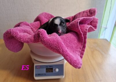 E1