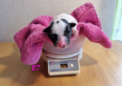 E1