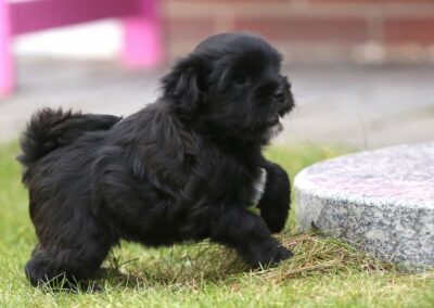 Jambumo 3