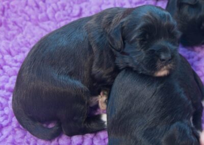 C-Wurf