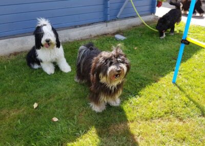 Welpen-Treffen vom 11.08.2018 (45)