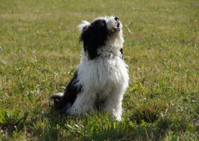 Welpen-Treffen vom 11.08.2018 (50)