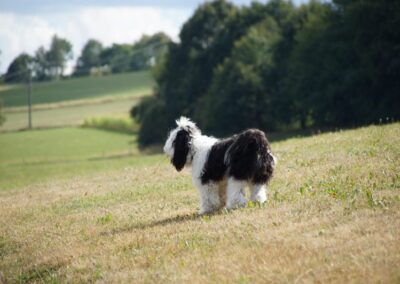 Welpen-Treffen vom 11.08.2018 (44)