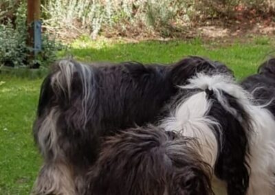 Welpentreffen 10.08.2019