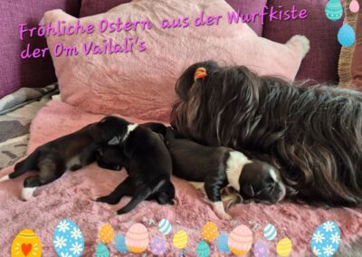 F-Wurf, 1. Woche, Om Vailali