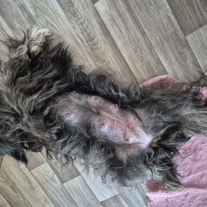 F-Wurf, 3. Woche, Om Vailali