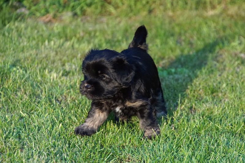 Babsi