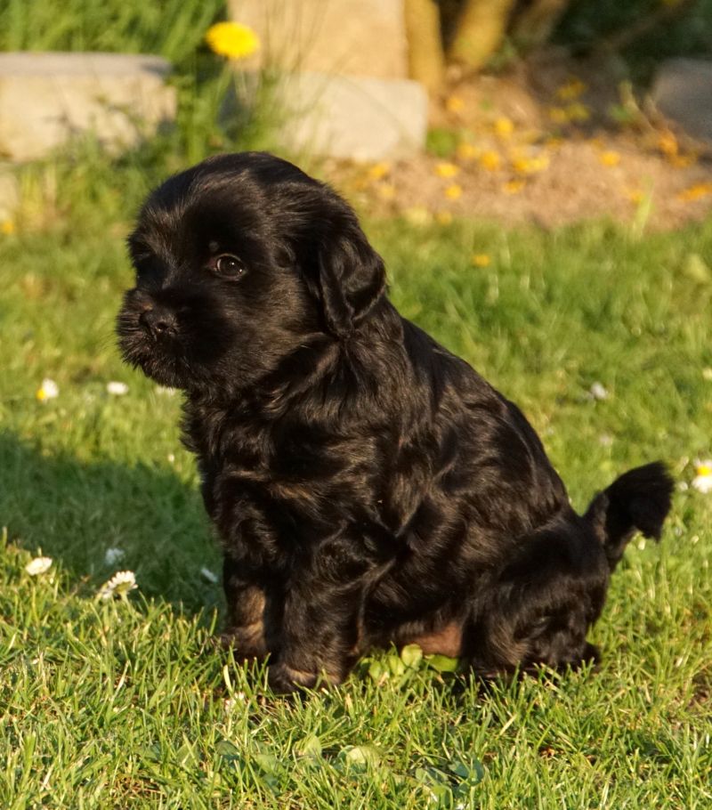 Molly
