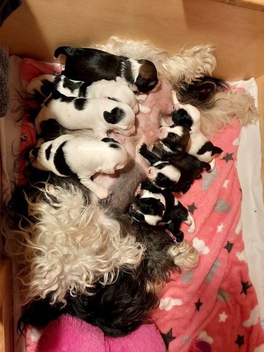 D-Wurf