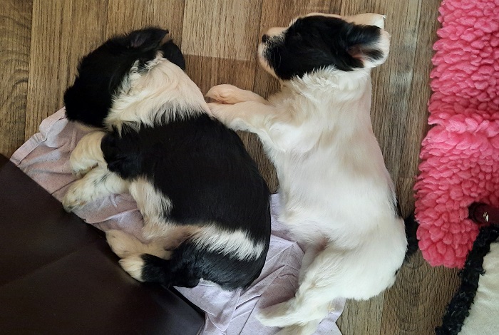 D-Wurf