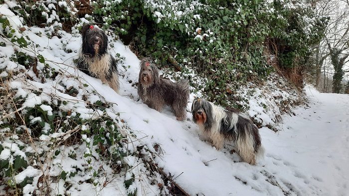 Om Vailali