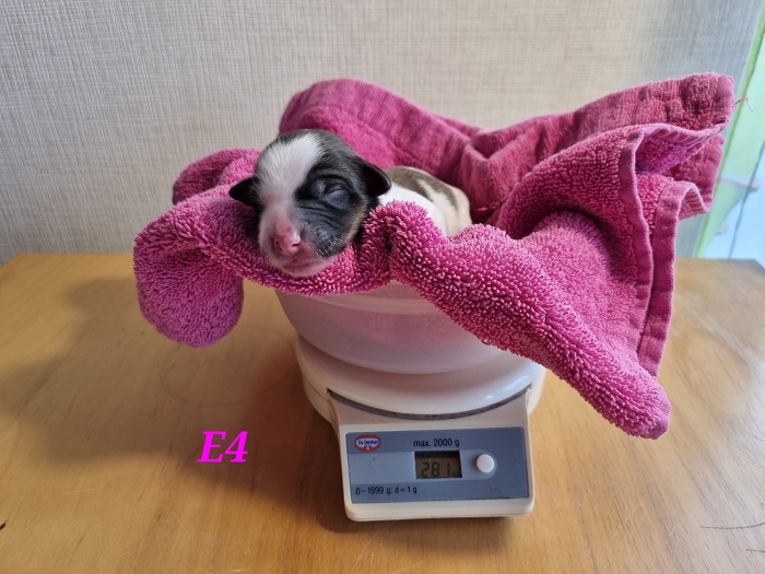 E4