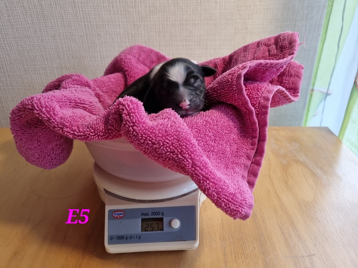 E1