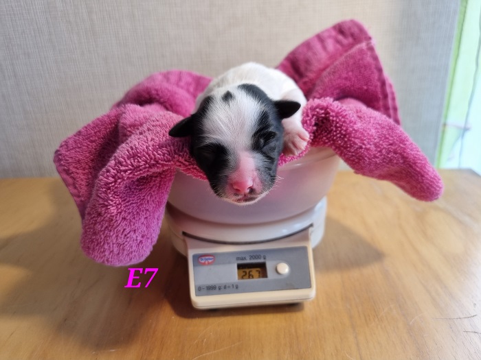 E1