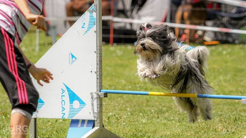 Agility