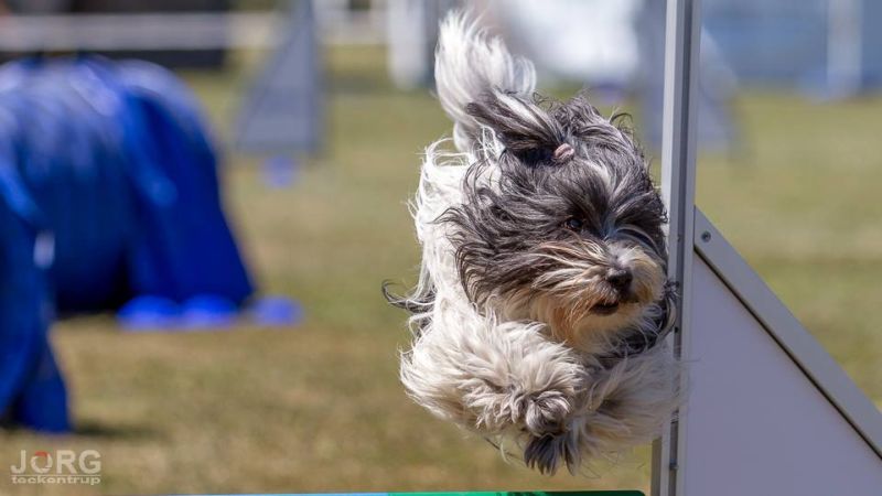 Agility