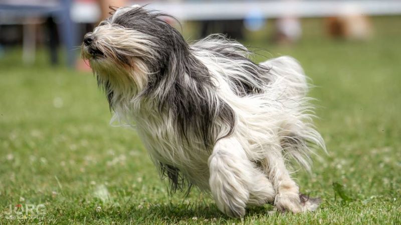 Agility