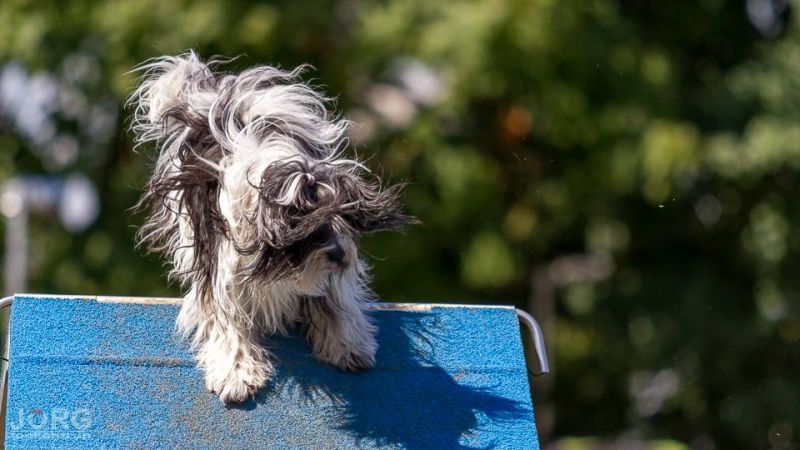 Agility