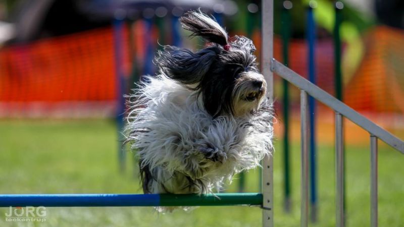 Agility
