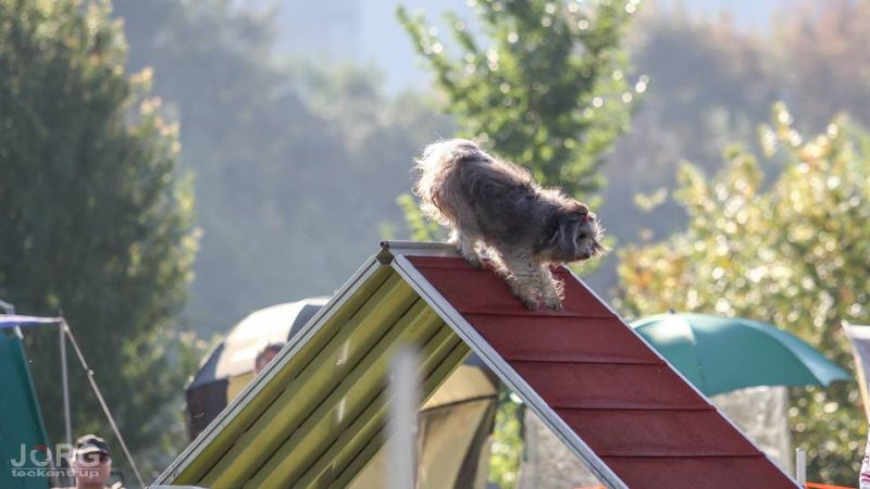 Agility