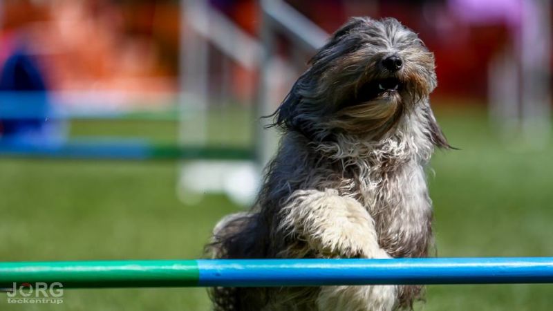 Agility