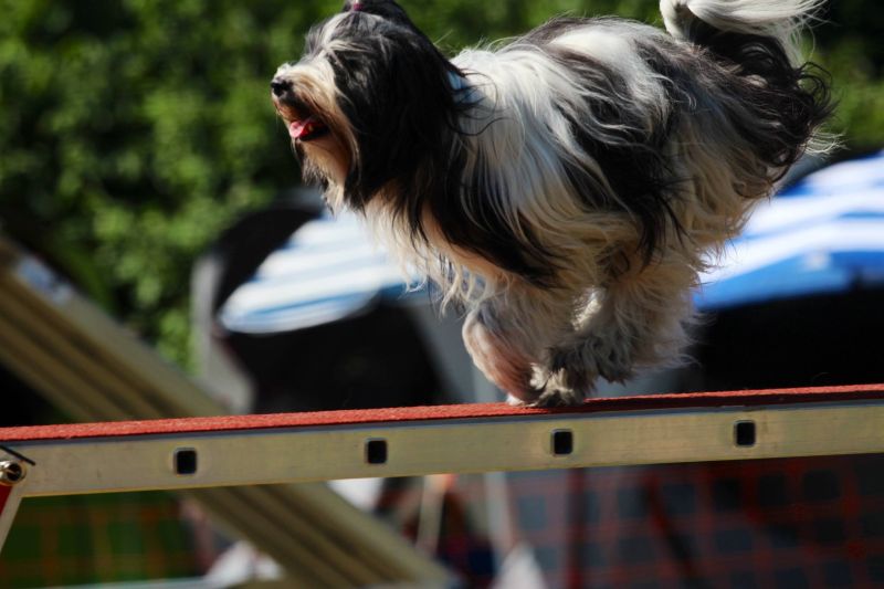 Agility