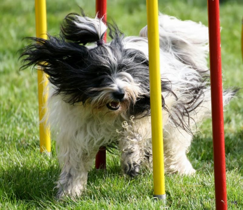Agility