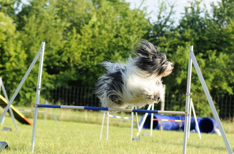 Agility