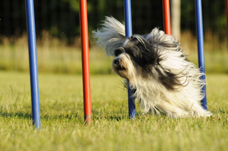 Agility