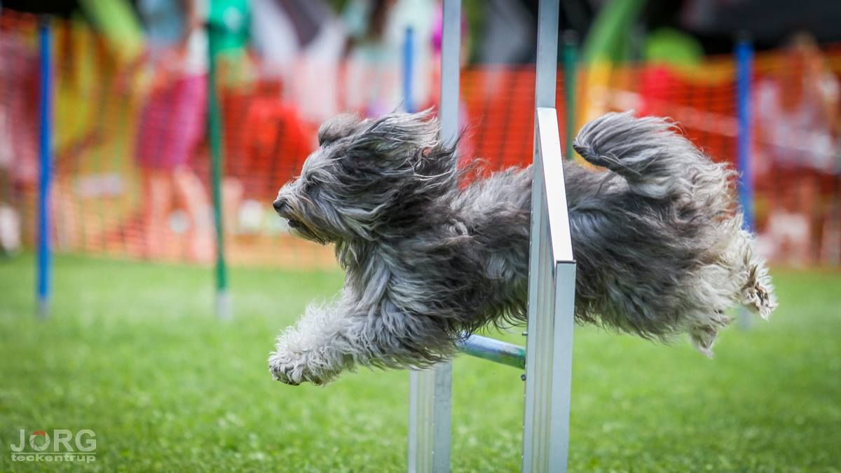 Agility