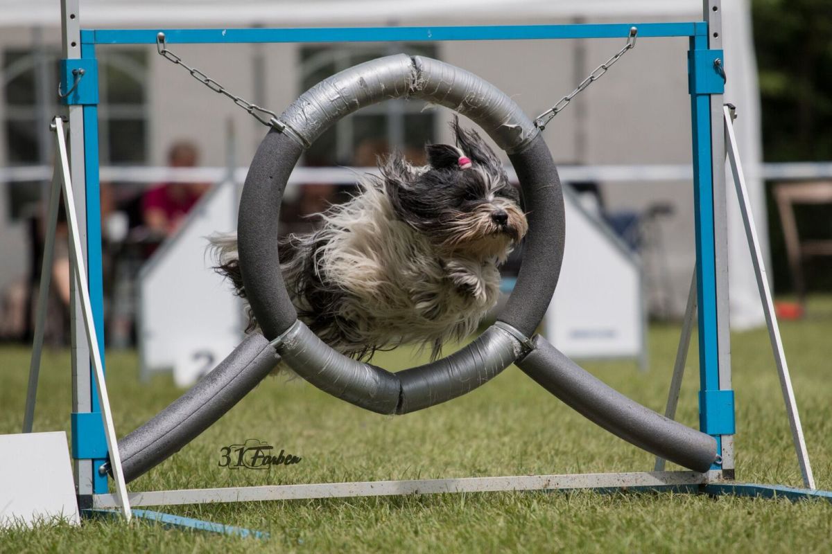 Agility