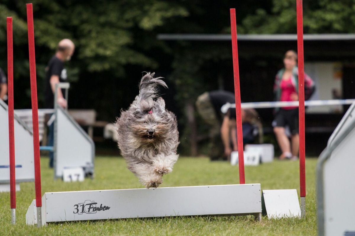 Agility