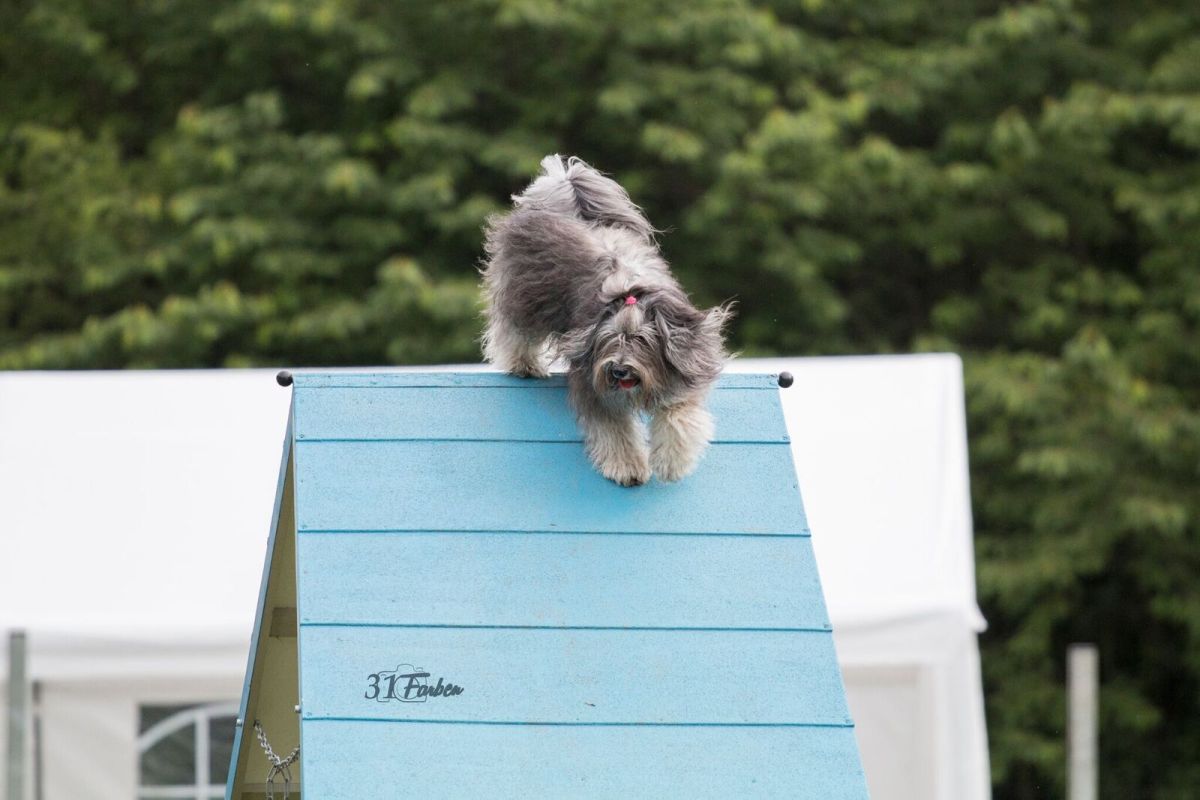 Agility