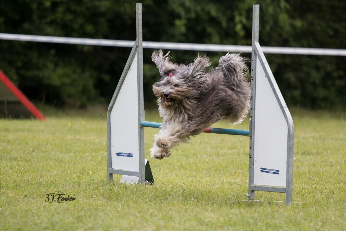 Agility