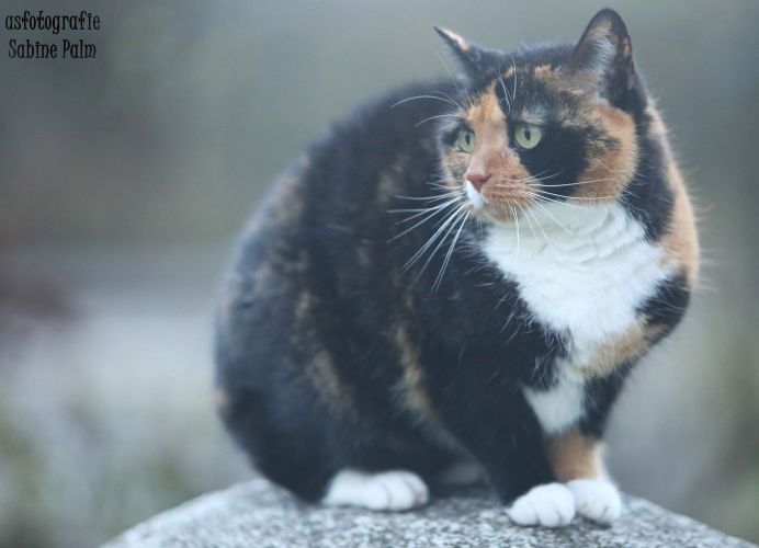 Miss Petunia