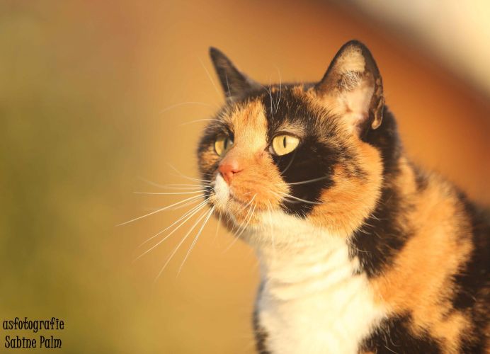 Miss Petunia