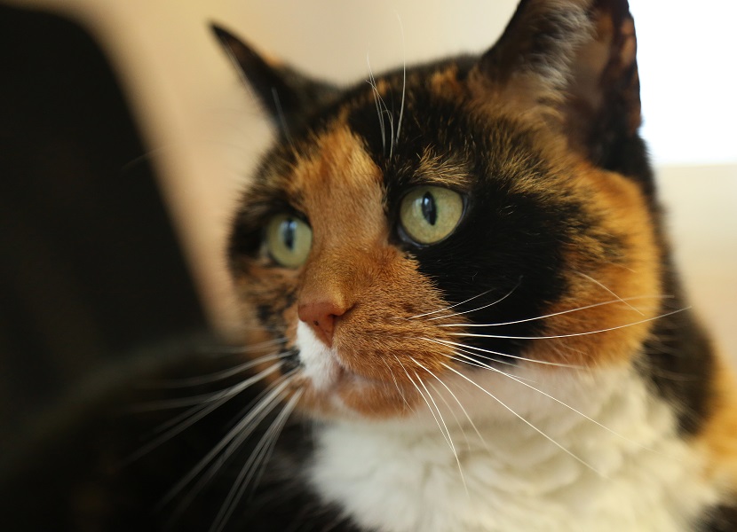 Miss Petunia