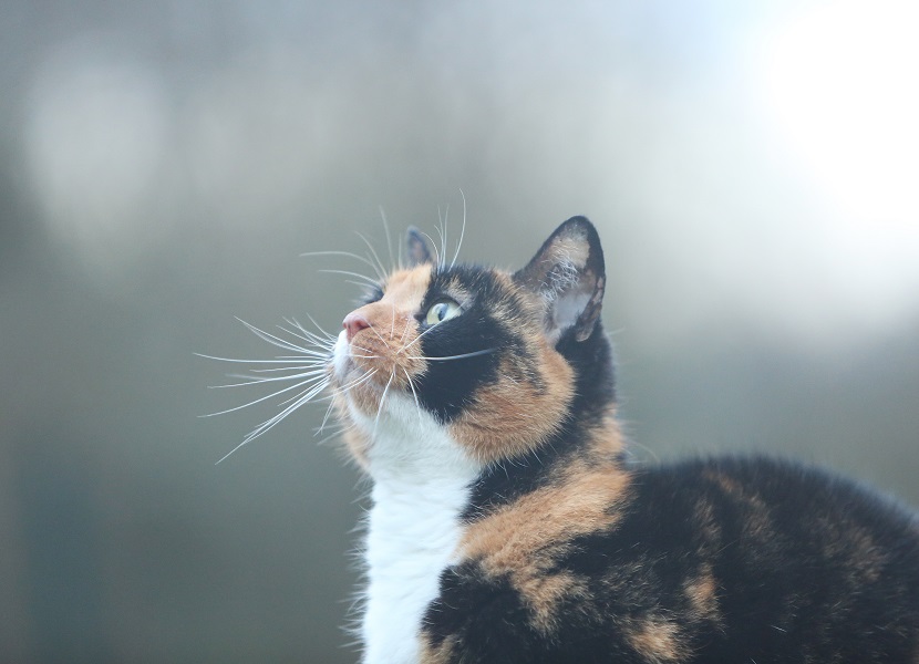 Miss Petunia