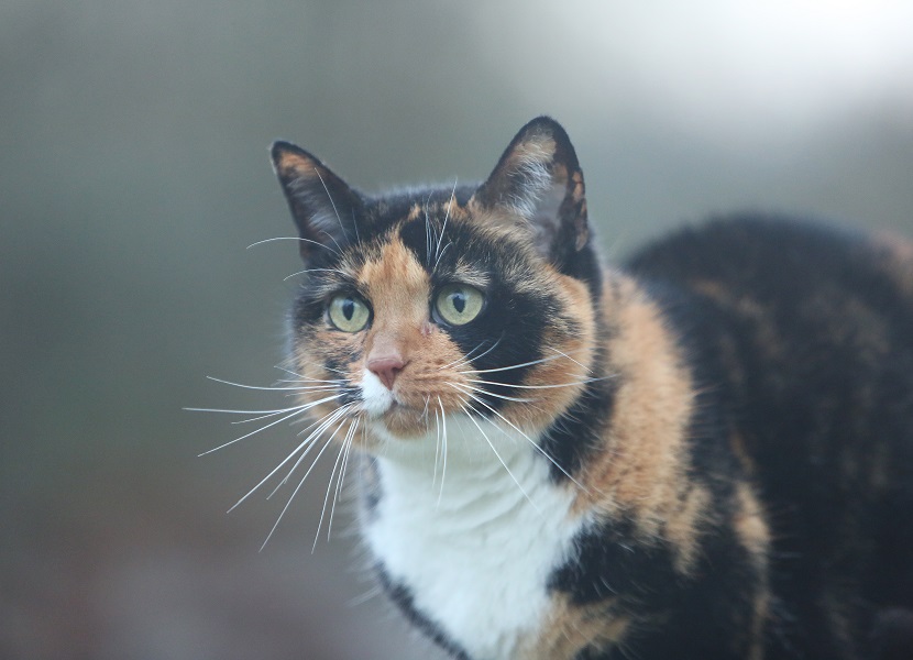 Miss Petunia
