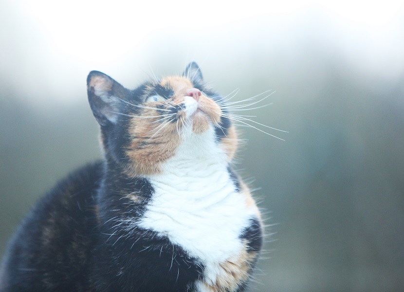 Miss Petunia