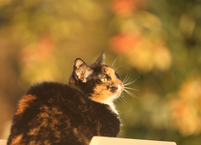Miss Petunia