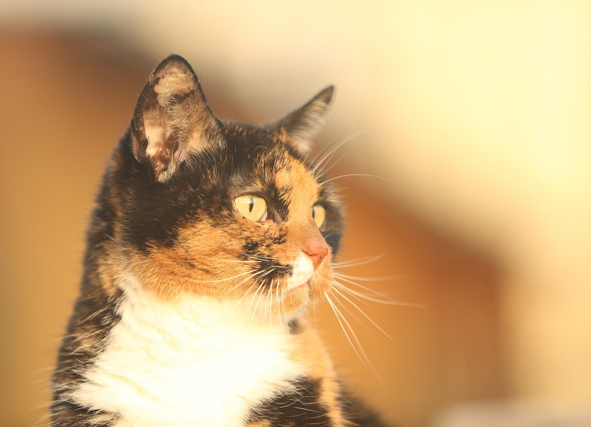 Miss Petunia