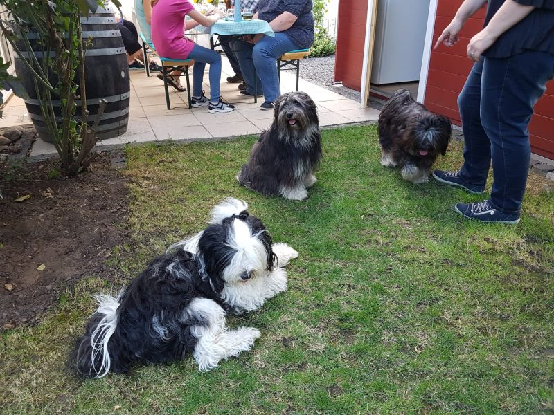 Welpentreffen 10.08.2019