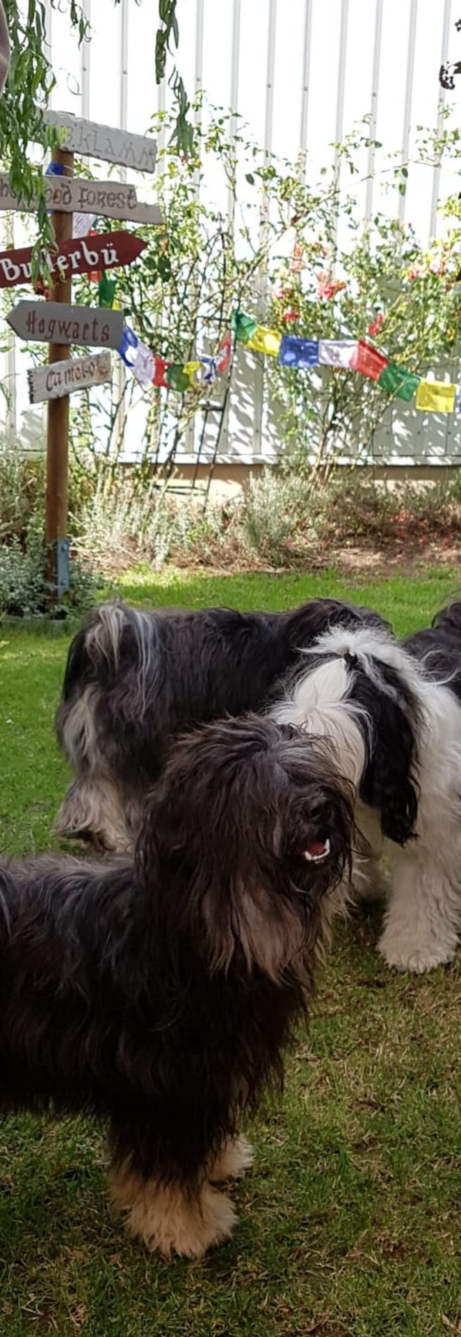 Welpentreffen 10.08.2019