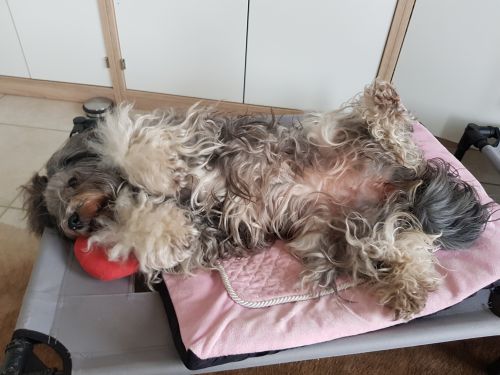 Bumo