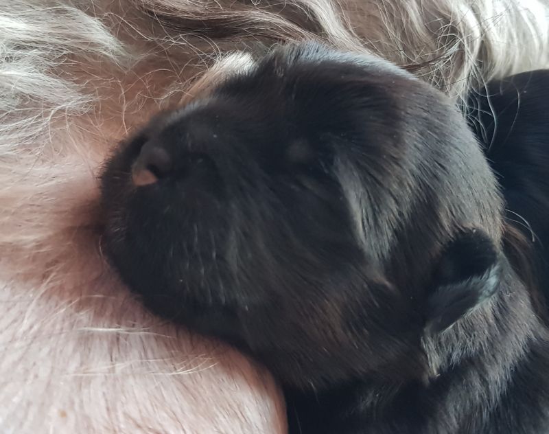Babsi